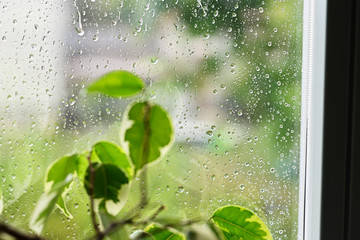 Rain drops on window and plants in interior.