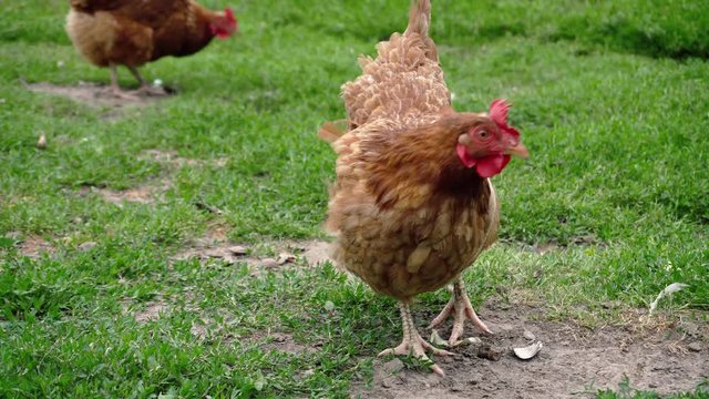 A fattened hen is pecking something and thinking about it. A lot of poltry is walking in the green yard.