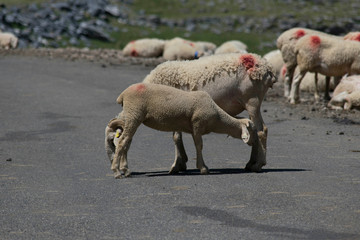 Amor fraternal entre corderos en medio de una carretera de montaña