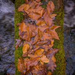 Wet Fall Leaves on Log Bridge