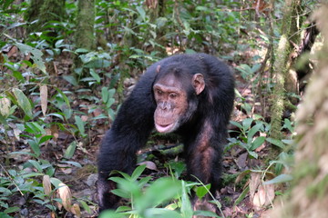 Schimpanse läuft auf mich zu im Kibale Forest Nationalpark