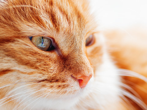 Cute ginger cat is dozing. Close up photo of fluffy pet face. Domestic animal is staring in camera. Macro photo of cat's eye and nose.