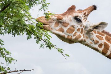 Giraffe eating from bush in the Zoo © DOUGLAS