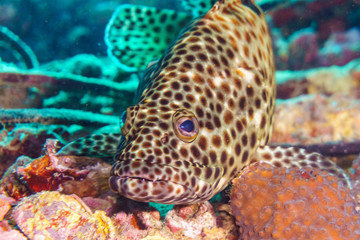 Naklejka na ściany i meble Brown coral hind grouper (Cephalopholis miniata) on the seabed. Red sea. Egypt