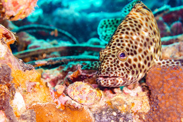 Brown coral hind grouper (Cephalopholis miniata) on the seabed. Red sea. Egypt