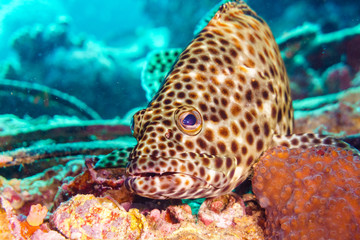 Brown coral hind grouper (Cephalopholis miniata) on the seabed. Red sea. Egypt