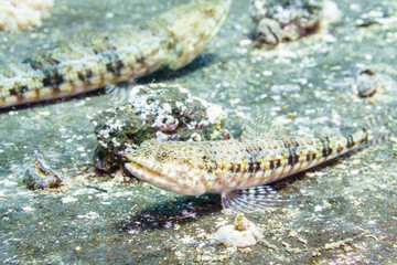 Sand lizardfish (Synodus dermatogenys). Red sea. Egypt.