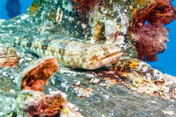 Naklejka na ściany i meble Sand lizardfish (Synodus dermatogenys). Red sea. Egypt.