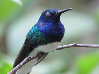 Hummingbird on rest