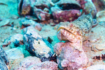 Sand lizardfish (Synodus dermatogenys). Red sea. Egypt.