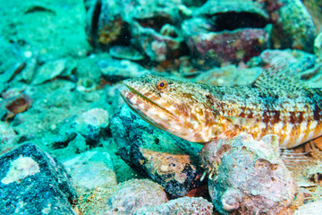 Sand lizardfish (Synodus dermatogenys). Red sea. Egypt.