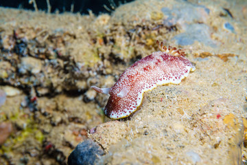 Red-white golosemennye. Underwater photography. Red sea.