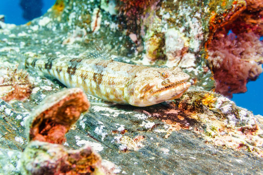 Sand lizardfish (Synodus dermatogenys). Red sea. Egypt.