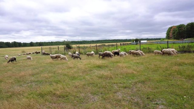 A flock of sheep is pasturing on a field near a high fense, The sky is cloudy. The strong wind is blowing.