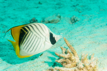 Fototapeta na wymiar Diagonal-lined butterflyfish (Chaetodon fasciatus). Red sea. Egypt.