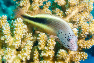 A freckled hawk crouched on a coral reef. Red sea. Egypt.