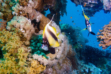 Red sea bannerfish (Heniochus intermedius) Red sea. Egypt.