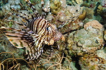Red lionfish (Pterois volitans). Red sea. Egypt.