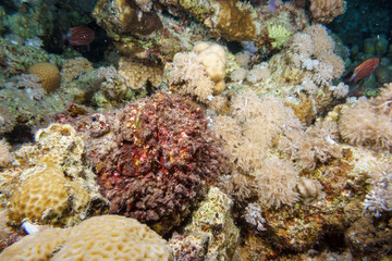 Naklejka na ściany i meble Stone fish hiding on a reef in the Red sea, Egypt