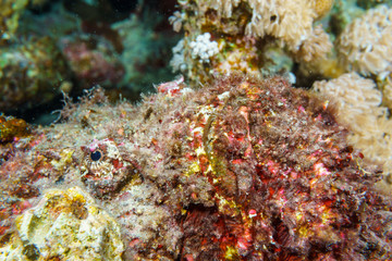 Naklejka na ściany i meble Stone fish portrait closeup. Red sea, Egypt