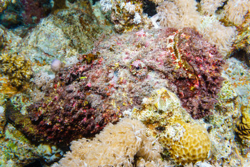 Naklejka na ściany i meble Stone fish hiding on a reef in the Red sea, Egypt