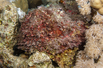 Stone fish portrait closeup. Red sea, Egypt