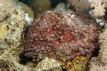 Fototapeta na wymiar Stone fish portrait closeup. Red sea, Egypt