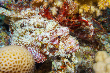 Fototapeta na wymiar Tassled scorpionfish (Scorpaenopsis oxycephala). Red sea. Egypt.