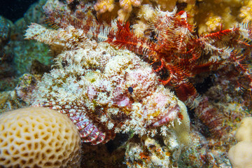 Tassled scorpionfish (Scorpaenopsis oxycephala). Red sea. Egypt.