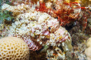 Tassled scorpionfish (Scorpaenopsis oxycephala). Red sea. Egypt.