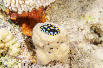 Yellow, white and black nudibranch. Underwater photo. Red sea.