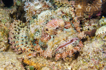 Obraz na płótnie Canvas Tassled scorpionfish (Scorpaenopsis oxycephala). Red sea. Egypt.
