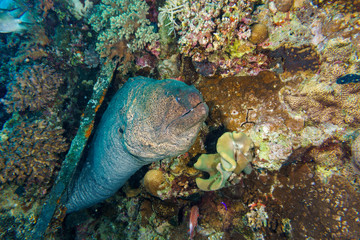 Giant Moray eel-Gymnothorax thyrsoideus. Red sea, Egypt.