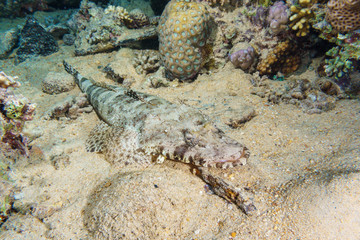 Crocodilefish (Cymbacephalus beauforti) on the sandy bottom. Red sea. Egypt.