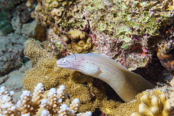 Pepper Moray (Gymnothorax griseus). Red sea. Egypt.