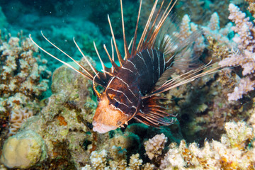 Radial Firefish (Pterois radiata). Red Sea. Egypt.