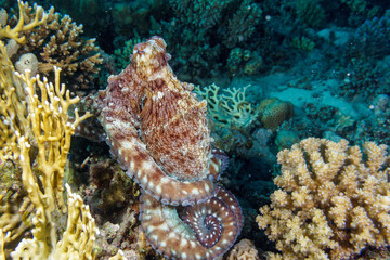The octopus mimics the coral. Octopus vulgaris. Red sea. Egypt.