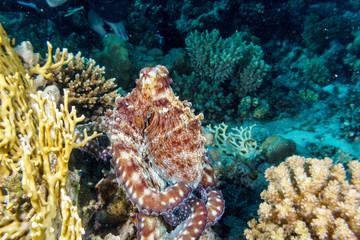 The octopus mimics the coral. Octopus vulgaris. Red sea. Egypt.