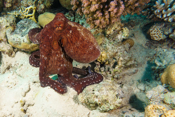 Octopus on a night hunt. Octopus vulgaris. Red sea. Egypt.