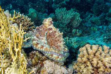 The octopus mimics the coral. Octopus vulgaris. Red sea. Egypt.