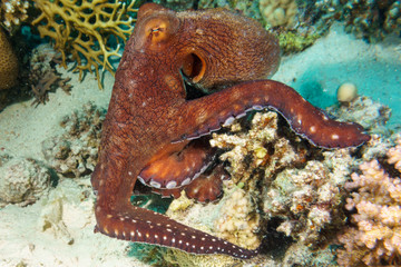 Octopus on a night hunt. Octopus vulgaris. Red sea. Egypt.
