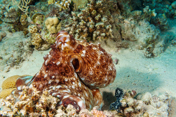 The octopus mimics the coral. Octopus vulgaris. Red sea. Egypt.