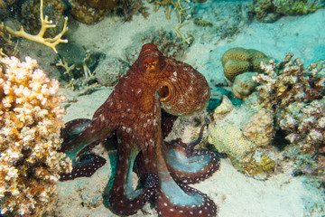 Octopus on a night hunt. Octopus vulgaris. Red sea. Egypt.