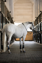 Dressage Horse
