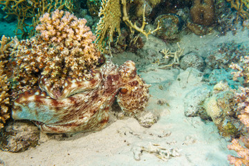 The octopus mimics the coral. Octopus vulgaris. Red sea. Egypt.