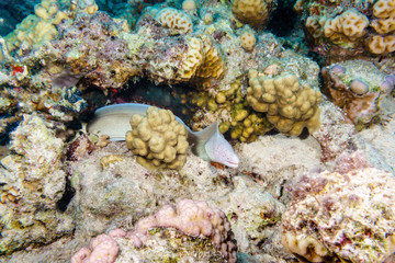 Fototapeta na wymiar Pepper Moray (Gymnothorax griseus). Red sea. Egypt.
