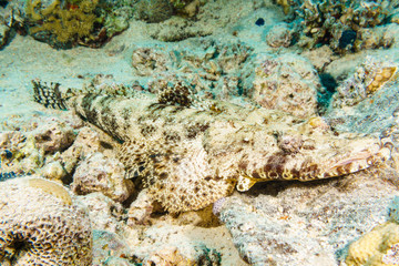 Crocodilefish (Cymbacephalus beauforti) on the sandy bottom. Red sea. Egypt.