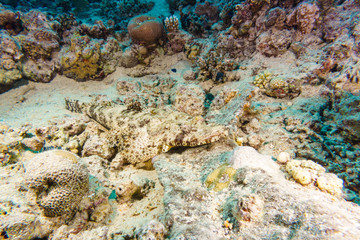 Fototapeta na wymiar Crocodilefish (Cymbacephalus beauforti) on the sandy bottom. Red sea. Egypt.