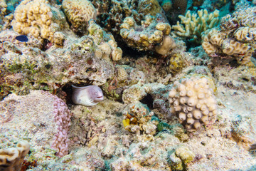 Pepper Moray (Gymnothorax griseus). Red sea. Egypt.