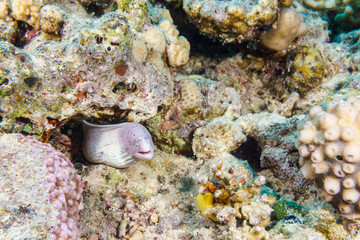 Pepper Moray (Gymnothorax griseus). Red sea. Egypt.